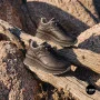 Женские кроссовки Grunberg 148568/26-03 6076: эталон вашего комфорта